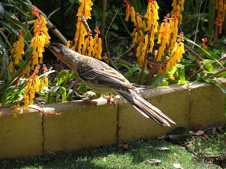 wattle bird, eating, nectar, animal, animal themes, vertebrate HD wallpaper