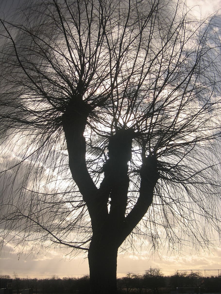 tree, tribe, branch, kahl, beschnitten, clouds, sky, silhouette HD wallpaper