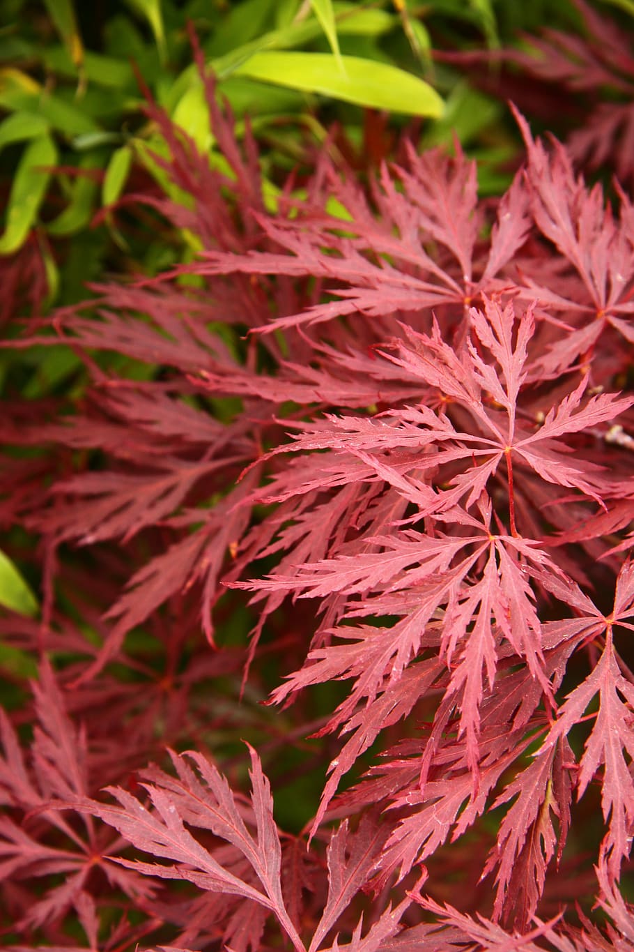 Acer, Japanese, Maple, Red, Leaf, Tree, nature, palmatum, plant HD wallpaper