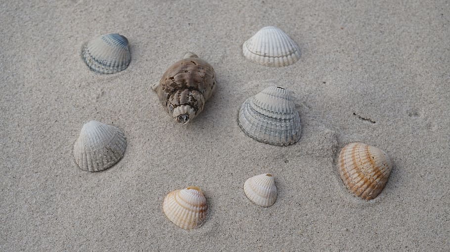 beach, sand, seashell, coast, land, animal wildlife, animal shell HD wallpaper