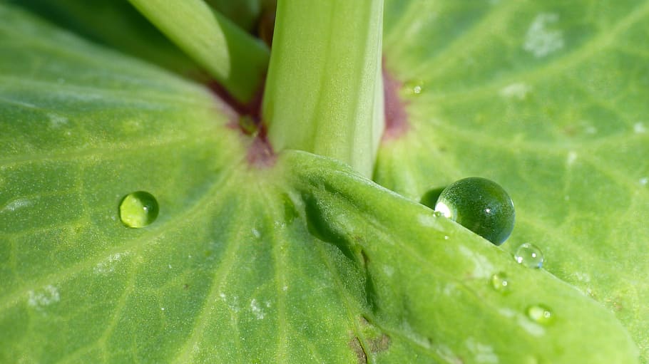 dewdrop, leaf, vetch, drip, drop of water, leaf veins, green color HD wallpaper