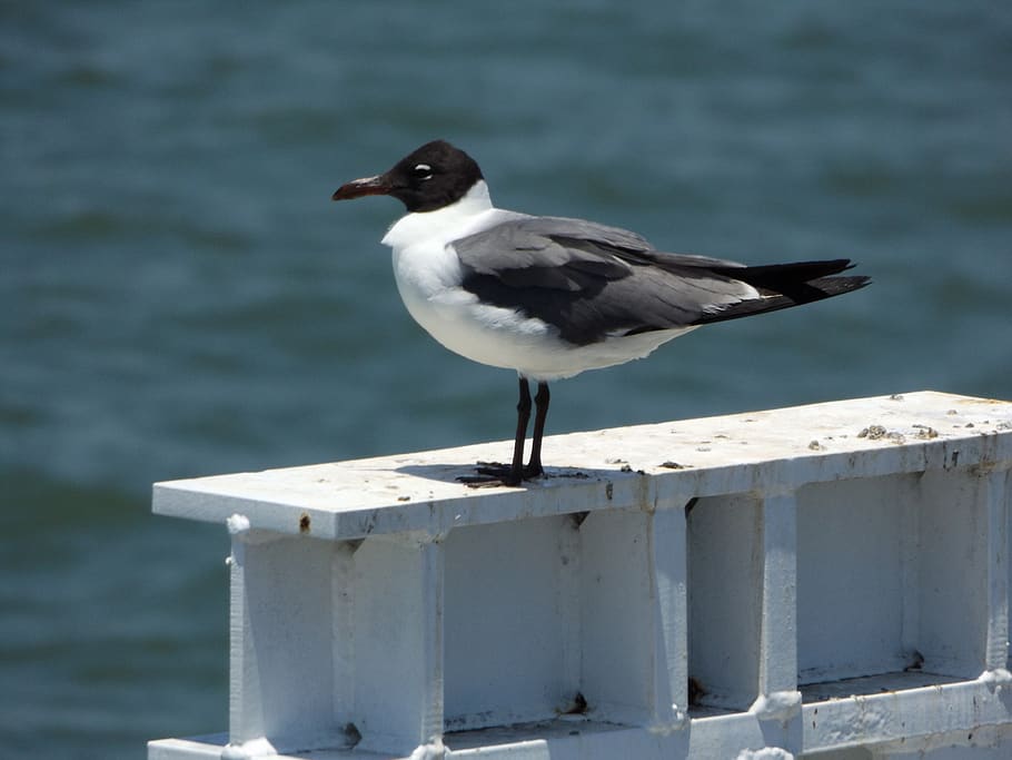 bird, ave, sea, animals in the wild, animal themes, animal wildlife HD wallpaper