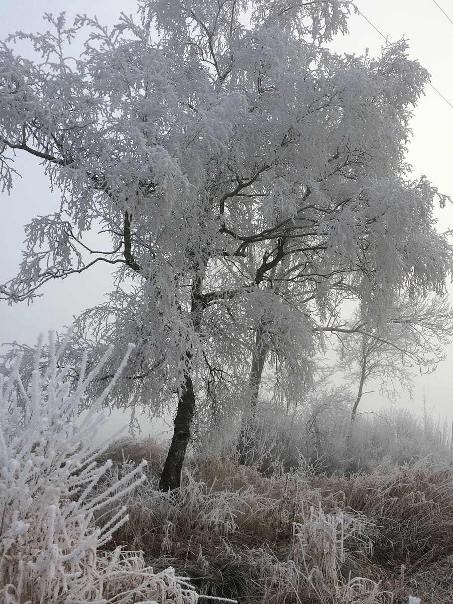 frost, ice, winter, cold, winter magic, nature, ice crystal HD wallpaper