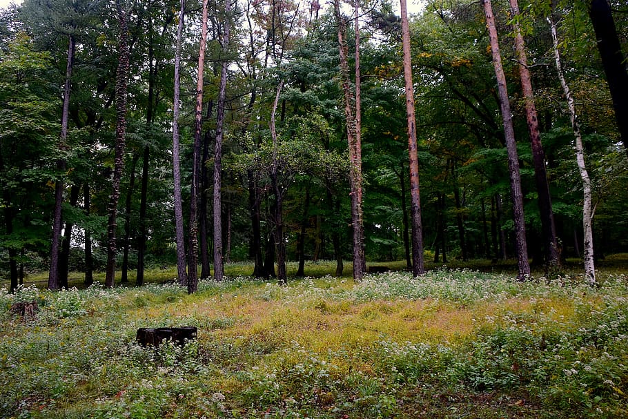 forest, opening, trees, nature, green, landscape, wood, park HD wallpaper