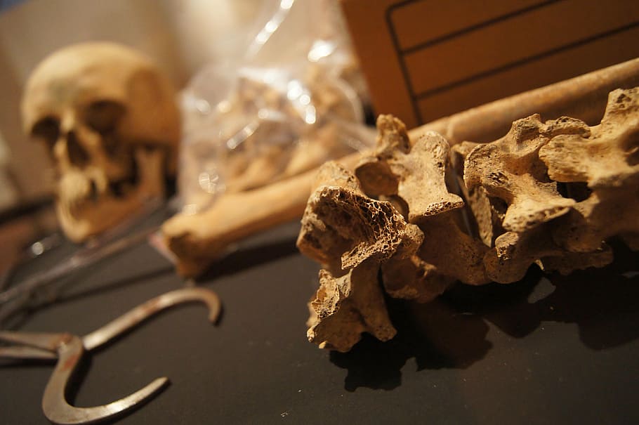 bones, skull, death, museum, scary, skeleton, anatomy, jaw HD wallpaper