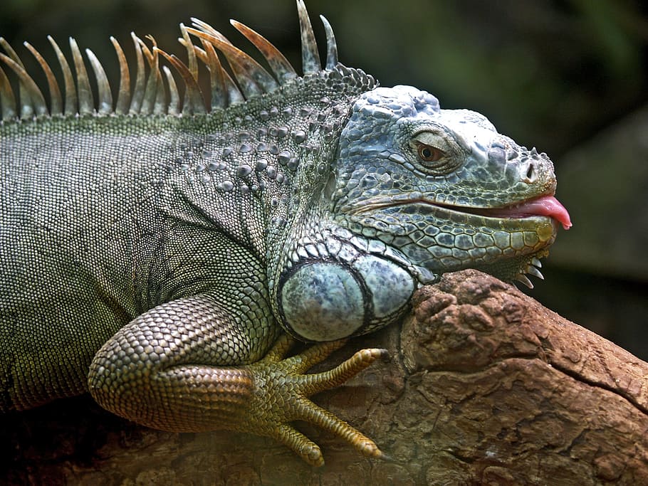 shallow focus photography of green iguana, lizard, animal, brazil, HD wallpaper