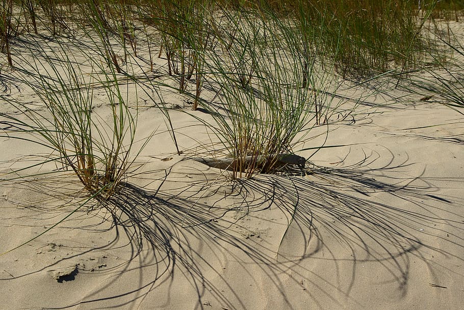 beach, sand, herbs, no people, nature, water, tranquility, plant HD wallpaper