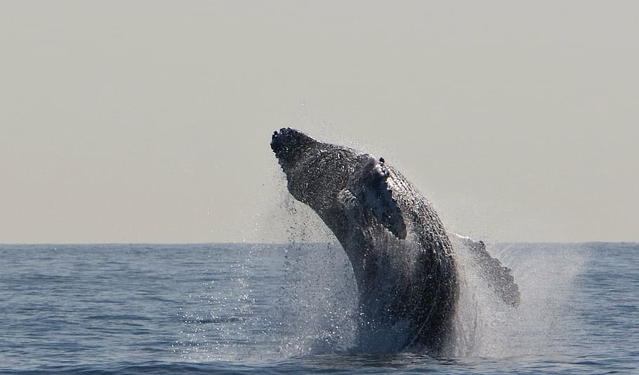 humpback whale, jumping, breaching, ocean, mammal, marine, spray, HD wallpaper