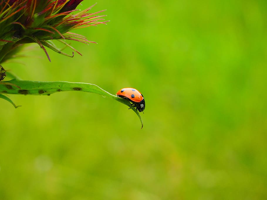 red Ladybug on green leaf, coccinellidae, beetle, elytron, siebenpunkt ladybird HD wallpaper