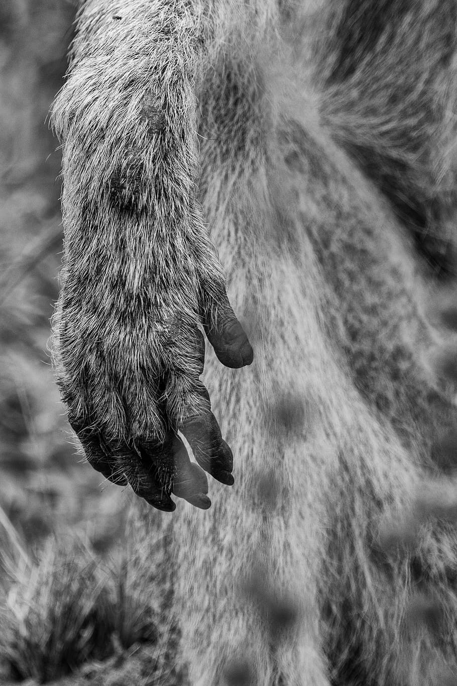 HD wallpaper: Ape, Hand, Paw, Baboons, old world monkey, primates ...