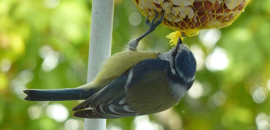 tit, bird, feather, blue tit, garden, animal, nature, fly, foraging HD wallpaper