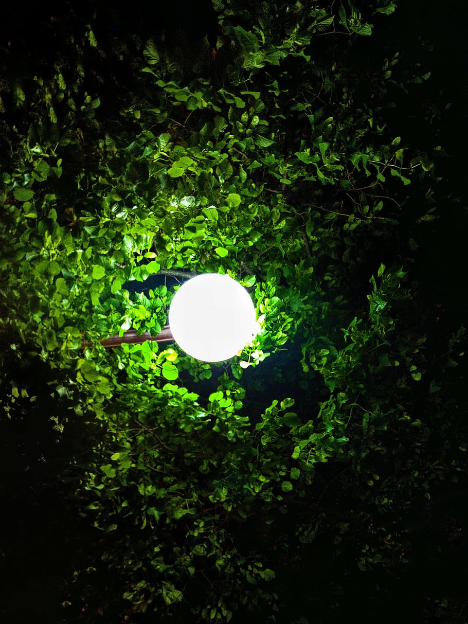 lights, tree, wooden background, trees, street, plant, green color HD wallpaper