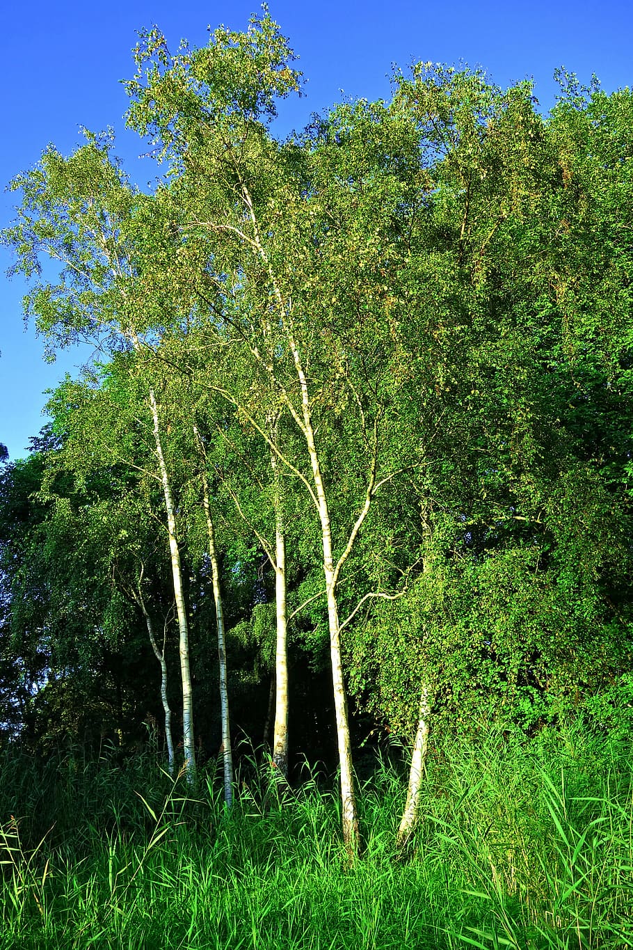 birch, tree, birch tree, grove, trunk, white bark, park, lush HD wallpaper
