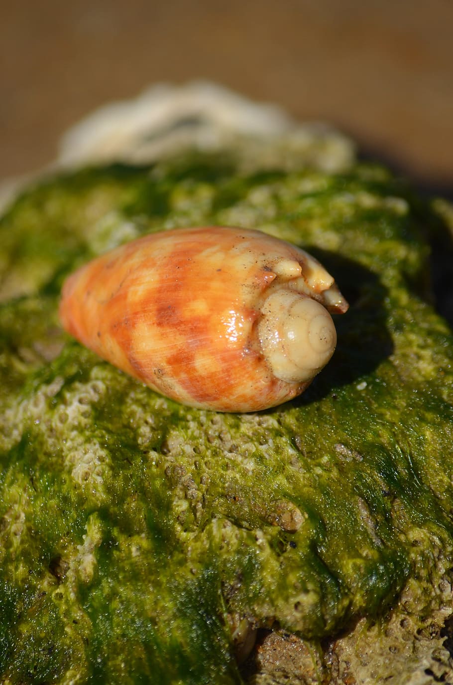 Shell, Bailer, Sea, Animal, Ocean, nature, rocks, sea life HD wallpaper