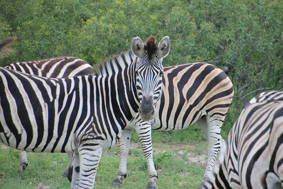 HD Wallpaper: Zebra, Kruger National Park, Wild, South Africa, Animals ...