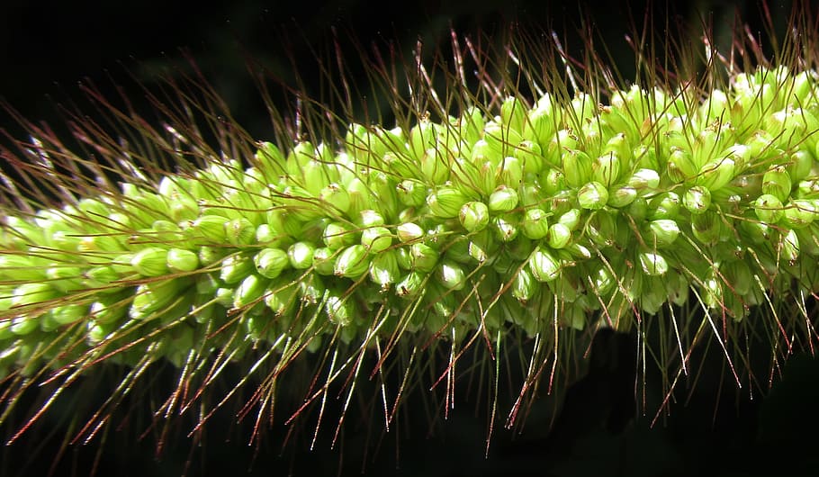 flora, nature, seed, spike, growth, plant, green color, beauty in nature HD wallpaper