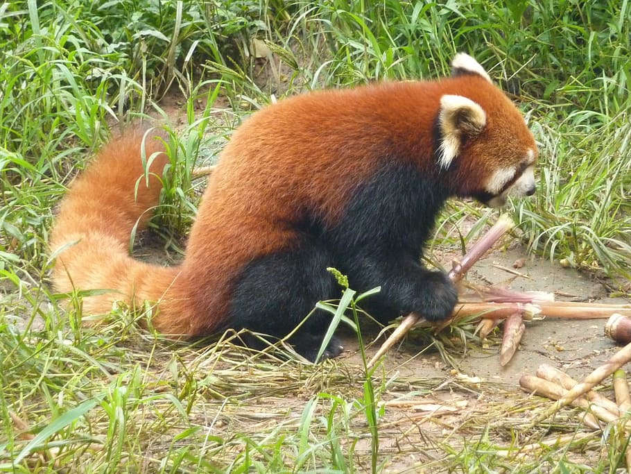 red panda, bear, zoo, nature, mammal, animal world, wild, one animal HD wallpaper
