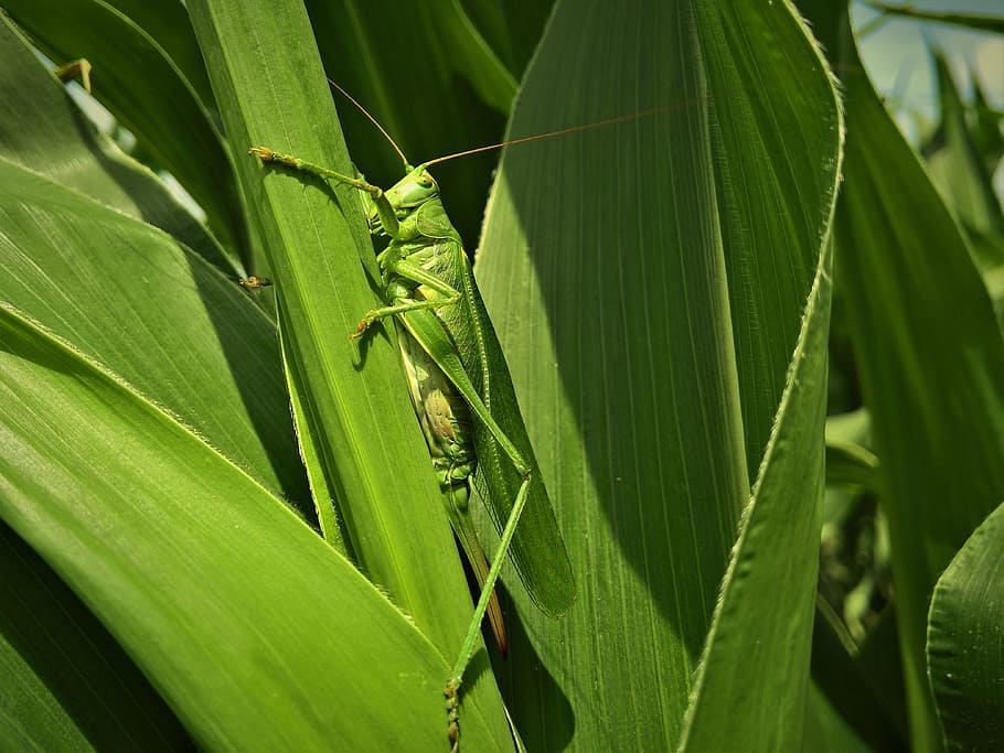insect, locust, corn, green, leaf, plant part, green color HD wallpaper