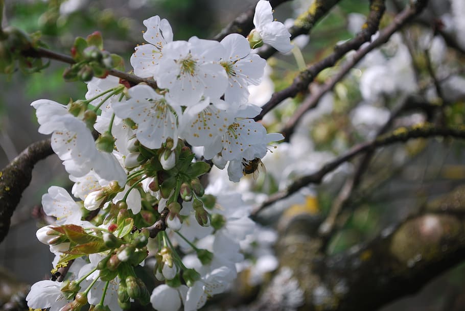 cherry, flowers, spring, fruit tree, flowering, flowers cherry HD wallpaper