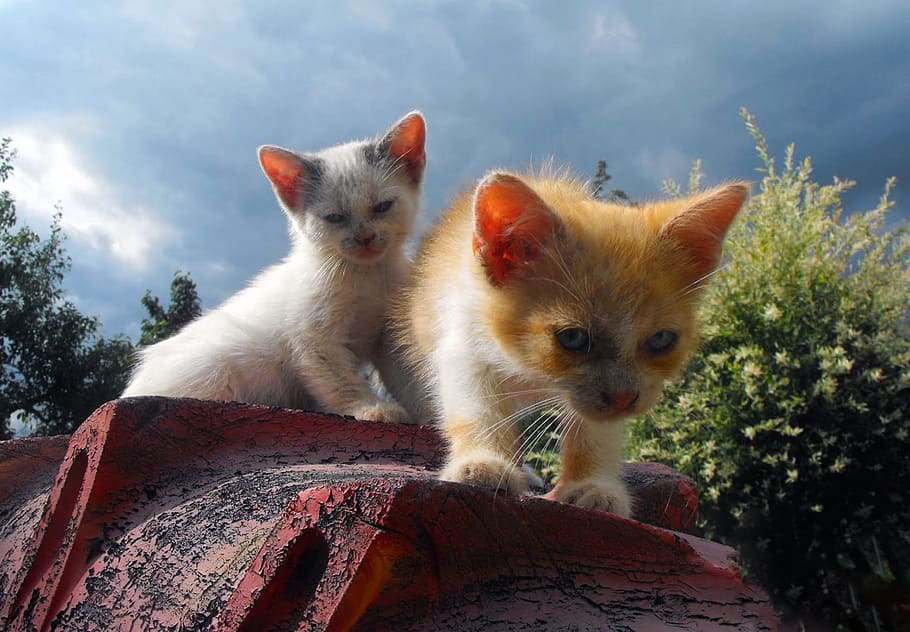 Kittens, Cats, Chicks, domestic Cat, animal, pets, cute, outdoors HD wallpaper