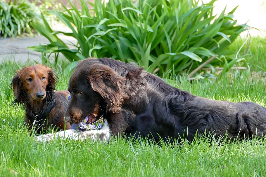 grass, animal, mammal, dog, nature, meadow, dachshund, dachshund dog, HD wallpaper