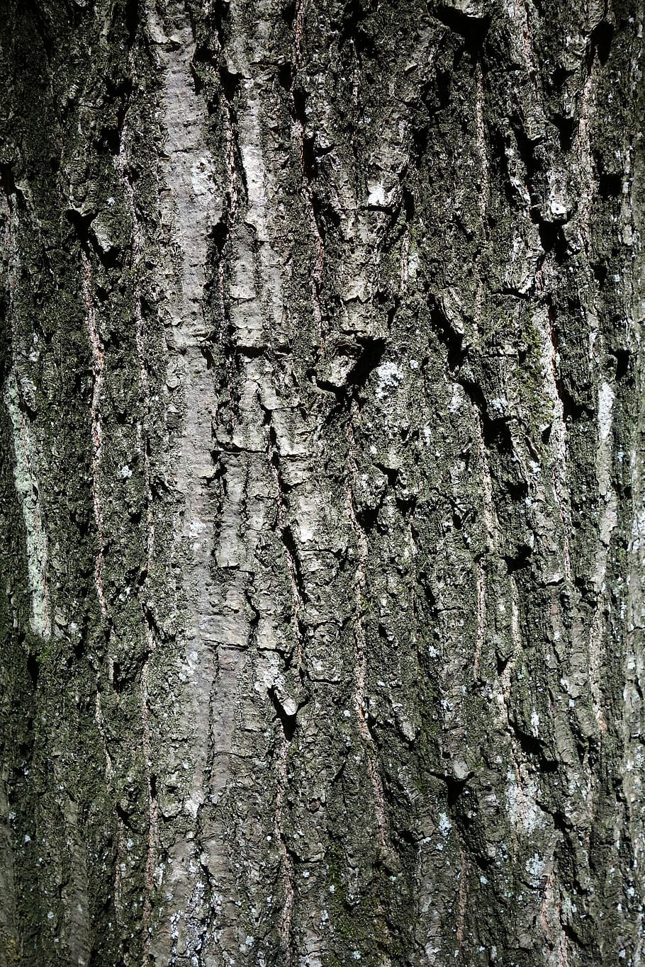 tree, bark, nature, trunk, wood, texture, tree trunk, textured HD wallpaper