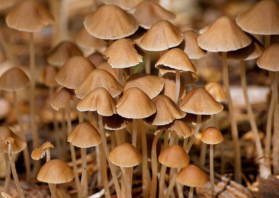 mushrooms-forest-autumn-nature.jpg