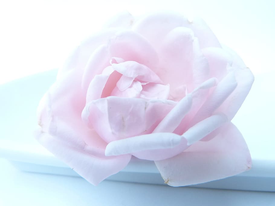 pink rose on white dish, flower, frozen, rose blooms, love, pinks, HD wallpaper