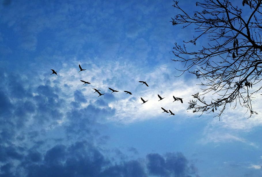 silhouette of birds flying under blue sky, against light, clouds