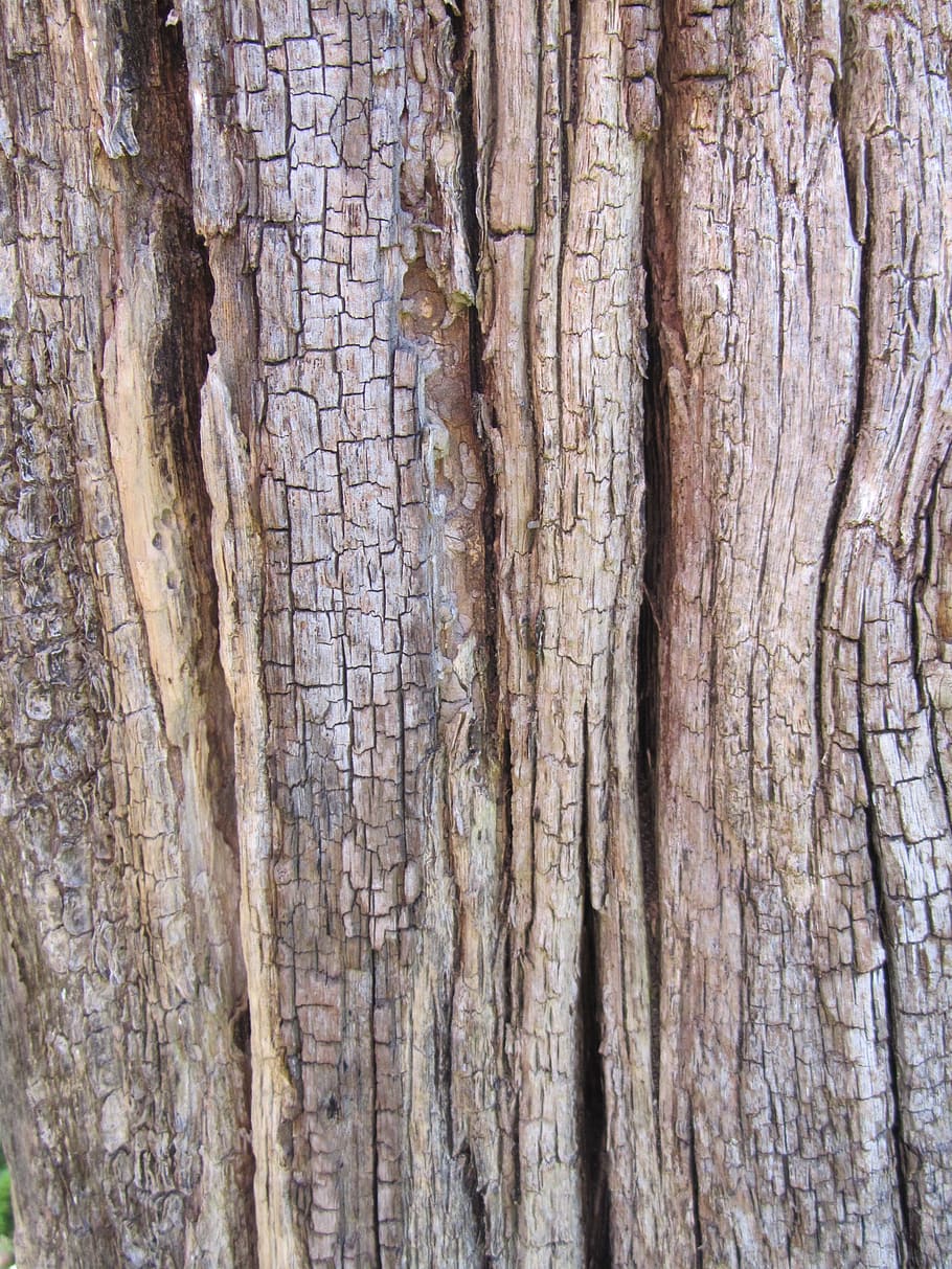 log, bark, wood, tribe, structure, nature, textured, backgrounds HD wallpaper