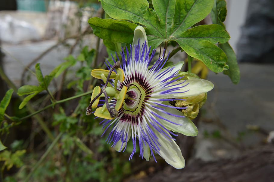 flower, spring, nature, flowering plant, freshness, fragility HD wallpaper