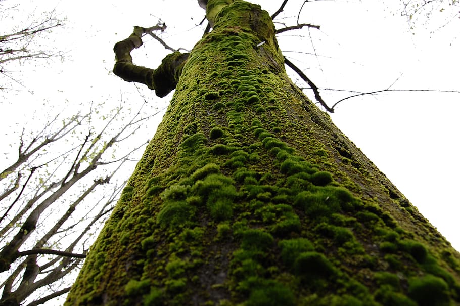 tree, green, moss, plant, low angle view, green color, sky HD wallpaper