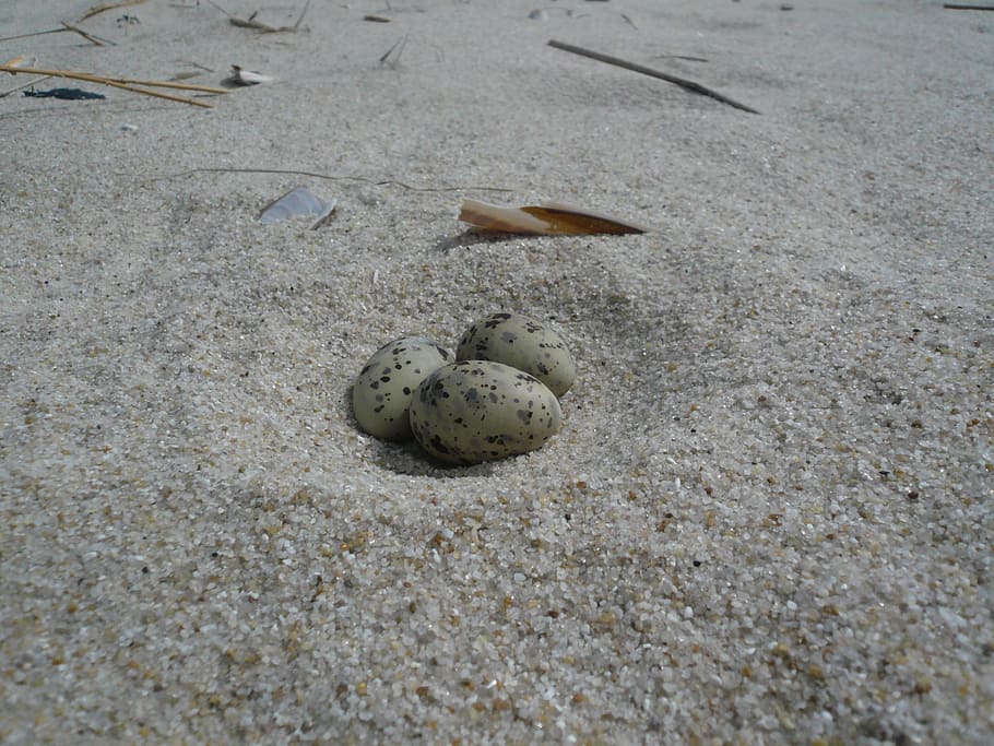 egg, beach, tern, north sea, sand, nature, land, no people HD wallpaper