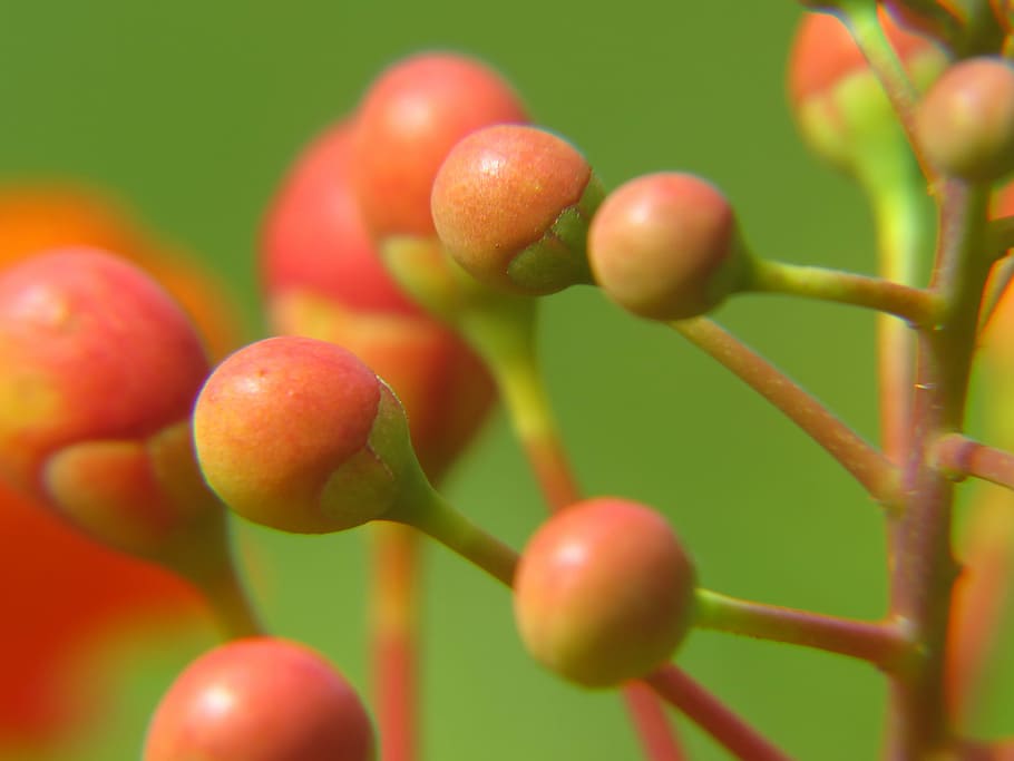 Flower, Buds, Pink, tiny round, red and pink, green, garden HD wallpaper