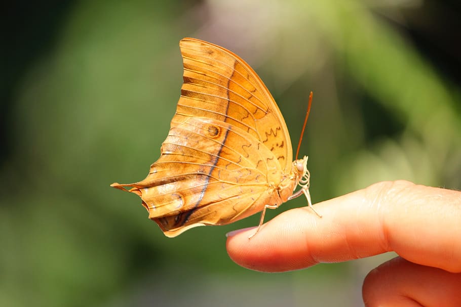 butterfly, spring, hand, nature, insect, human hand, human body part HD wallpaper