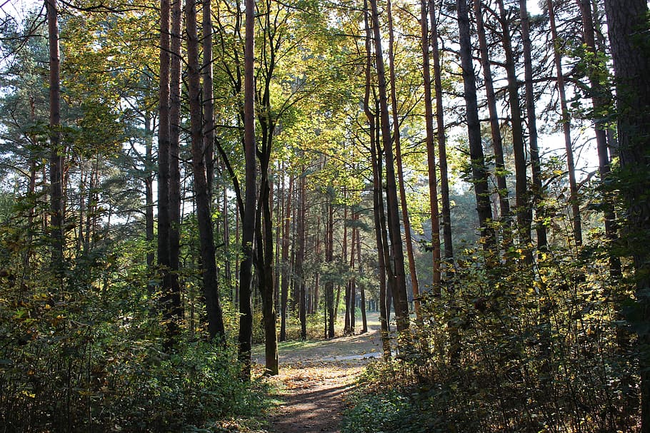 forest, autumn, sun, fall colors, golden autumn, autumn leaves HD wallpaper