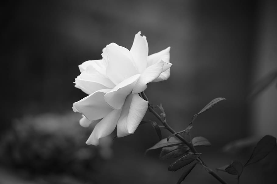 grayscale photography of rose, nature, flower, plant, leaf HD wallpaper