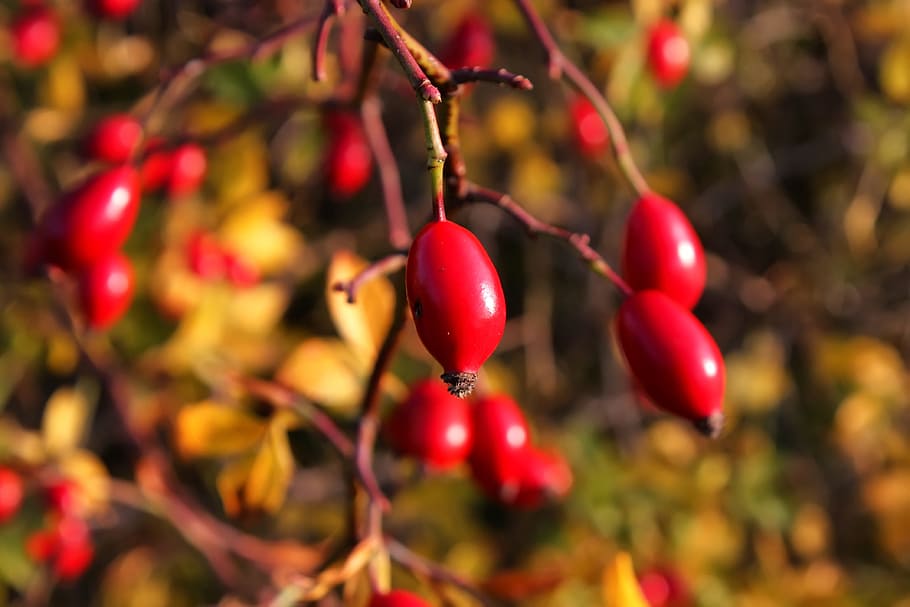 Rose Hip, Red, Fruit, Nature, Plant, berry, bush, tee, branch HD wallpaper