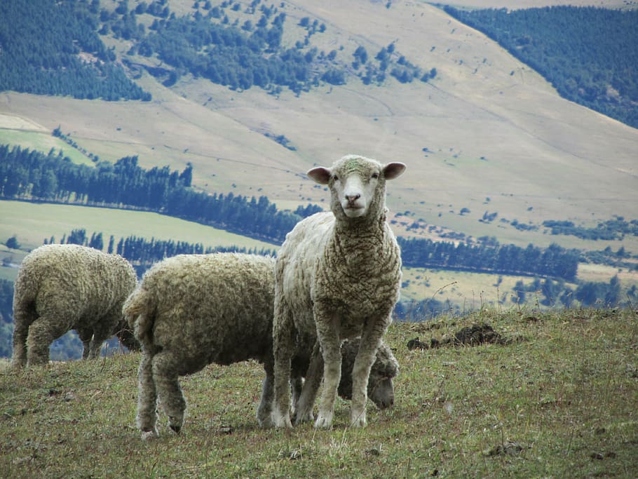 sheep, lamb, wool, graze, hill, schäfchen, fur, sweet, cuddly HD wallpaper