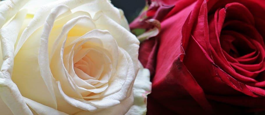 closeup photo of two white and red Rose flowers, red roses, rose bloom, HD wallpaper