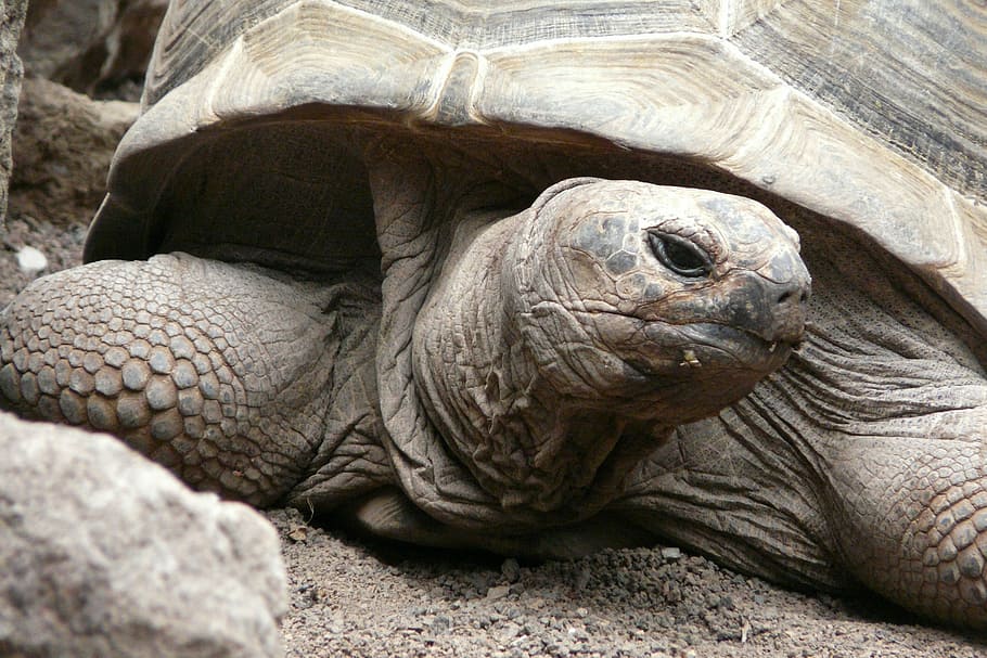 turtle, tortoise, close, panzer, giant tortoise, armored, slowly HD wallpaper