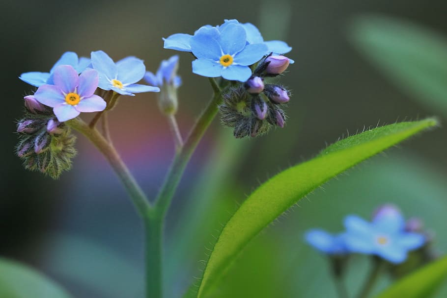 blue flowers in macro photography, forget me not, blossom, bloom