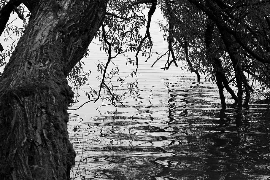 tree, black, white, water, simplicity, black and white, trunk HD wallpaper