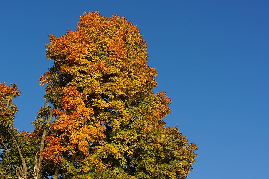 tree, autumn, fall, color, orange, nature, yellow, season, colorful HD wallpaper