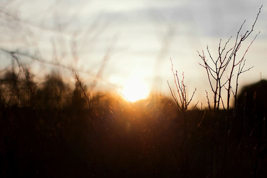 HD wallpaper: bare trees, sun light behind grass, sun rise, golden hour ...