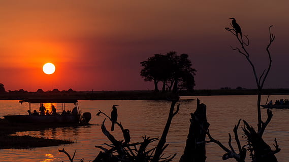 during golden hour, botswana, chobe, sunset, boat trip, abendstimmung HD wallpaper