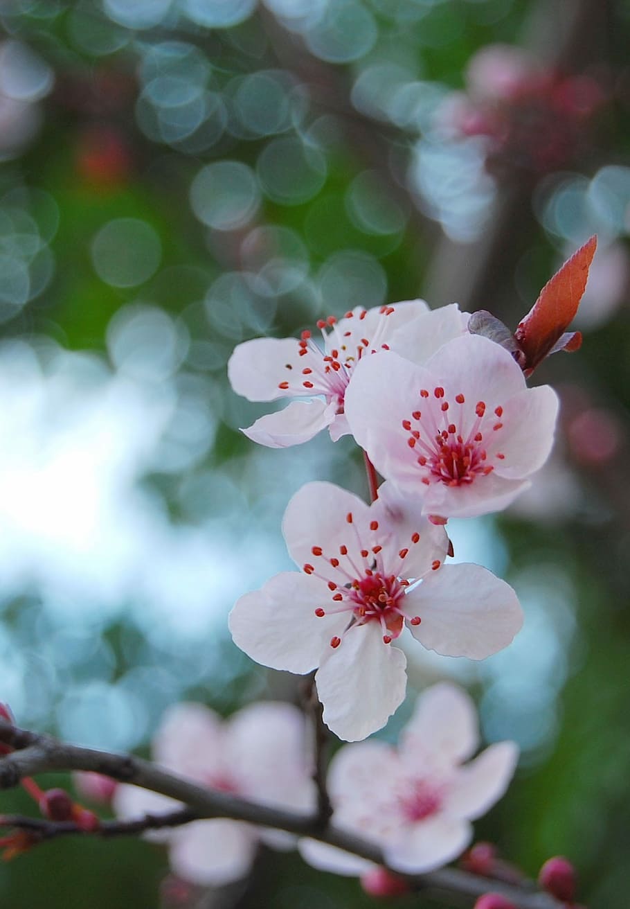 Flower, Beautiful, Sakura, Spring, season, tree, blossom, fragility HD wallpaper