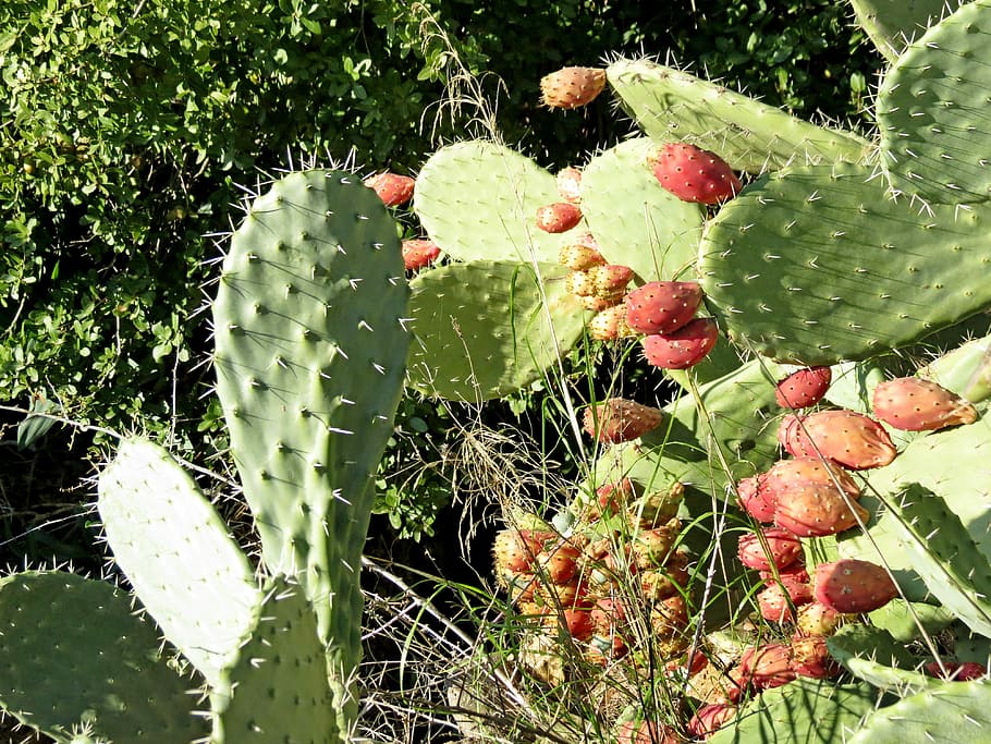 Cactus, Summer, Fruit, Tzabar, Barb, green color, leaf, food and drink HD wallpaper