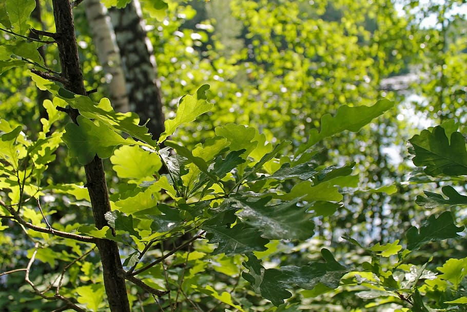 tree, nature, sheet, oak, plant, growth, green color, leaf HD wallpaper