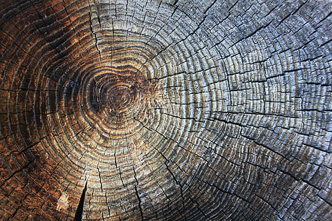 gray and brown three surface, wood, texture, annual rings, structure HD wallpaper